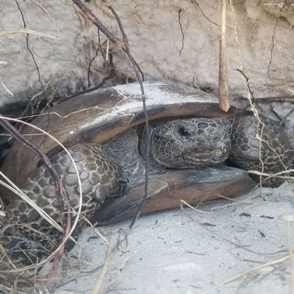 thumbnail for publication: History, Status, Impacts, and Management of Invasive Black Spiny-tailed Iguanas (Ctenosaura similis) on Gasparilla Island, Florida